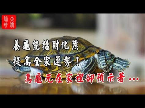 烏龜到家裡|烏龜造訪，千年難遇奇蹟